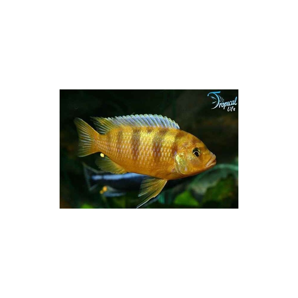 Esemplare di Maylandia lombardoi maschio giallo oro in vendita su Tropical Life