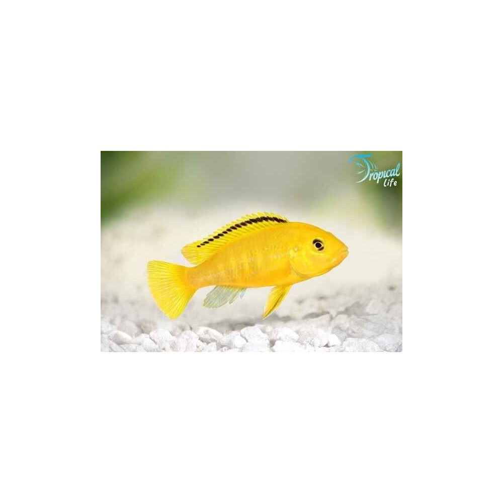 Esemplare di Labidochromis caeruleus  giallo intenso su Tropical Life