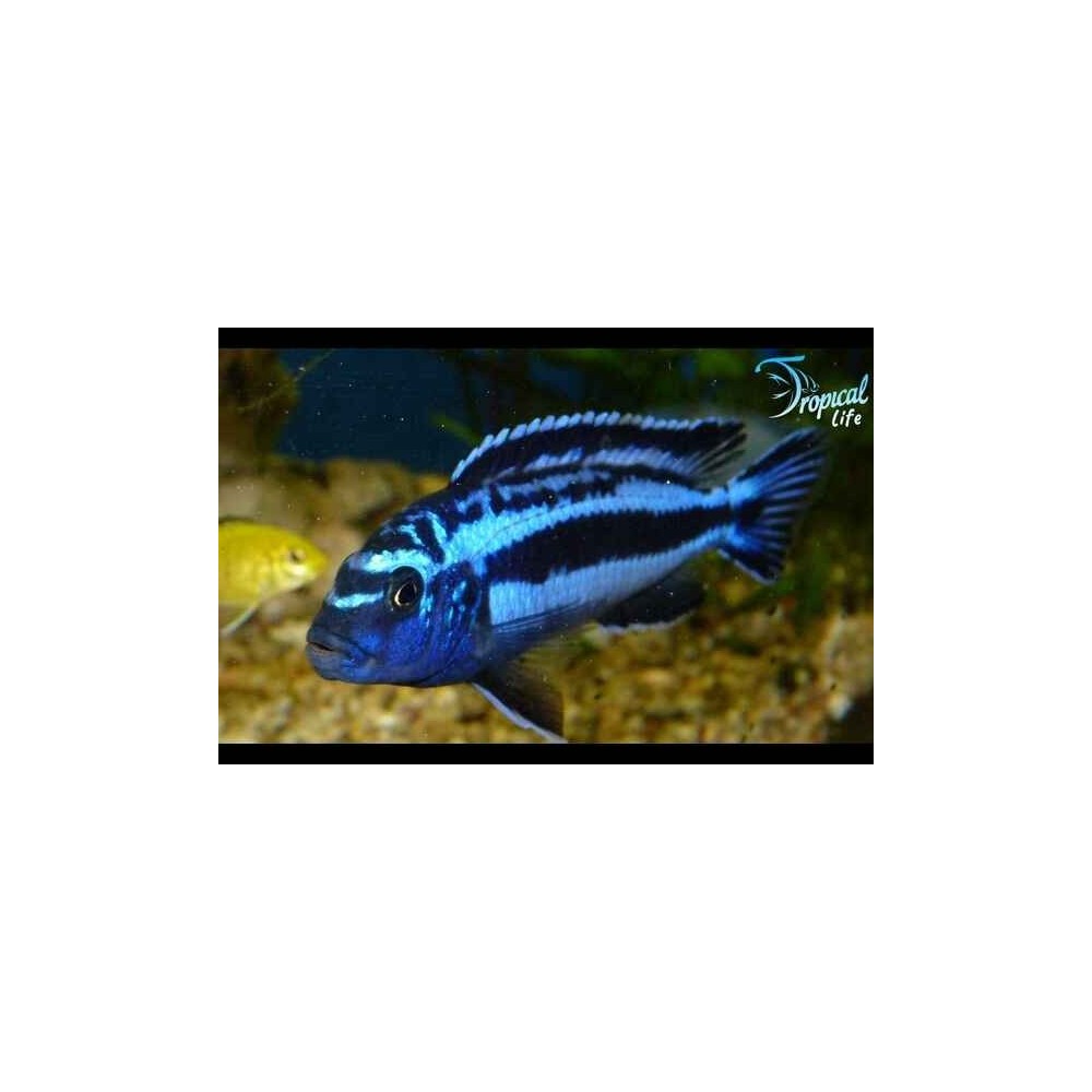 semplare di Melanochromis johannii maschio blu nero su Tropical Life