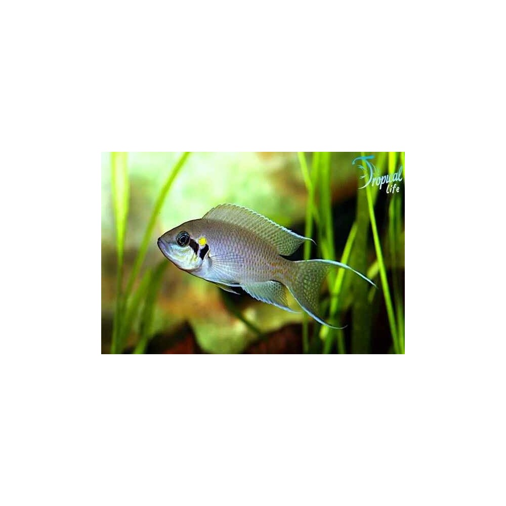 Esemplare di Neolamprologus brichardi con eleganti estensioni delle pinne in vendita su Tropical Life
