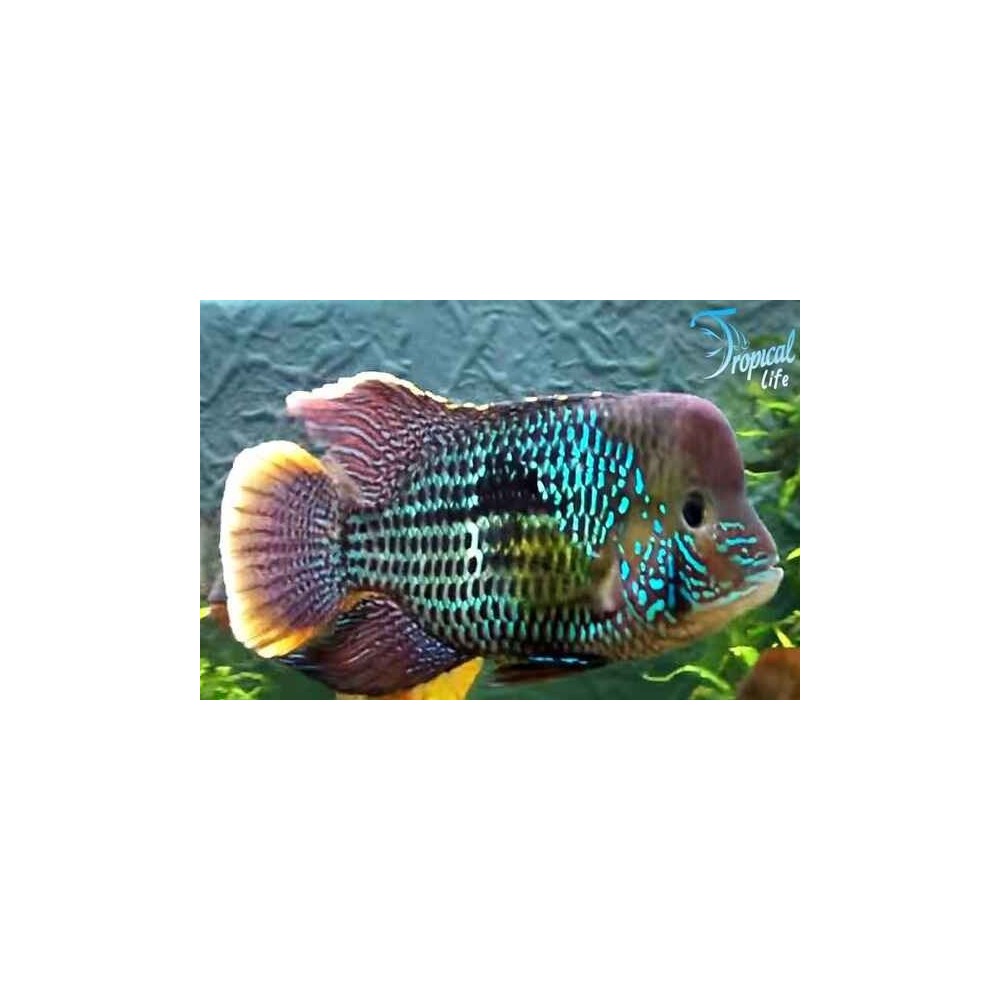 Esemplare di Andinoacara rivulatus adulto Green Terror con bordi pinne arancioni in vendita su Tropical Life