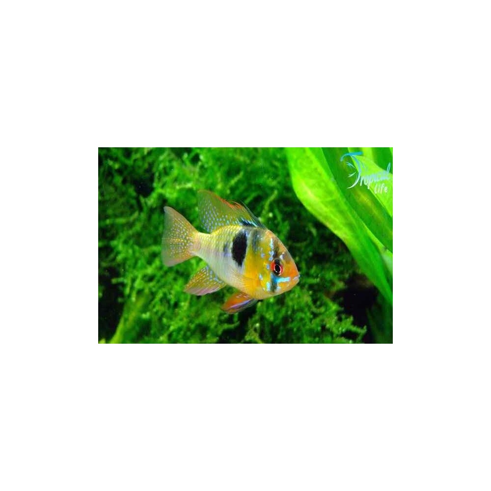 Esemplare di Mikrogeophagus ramirezi adulto con livrea colorata e pinne sviluppate in vendita su Tropical Life