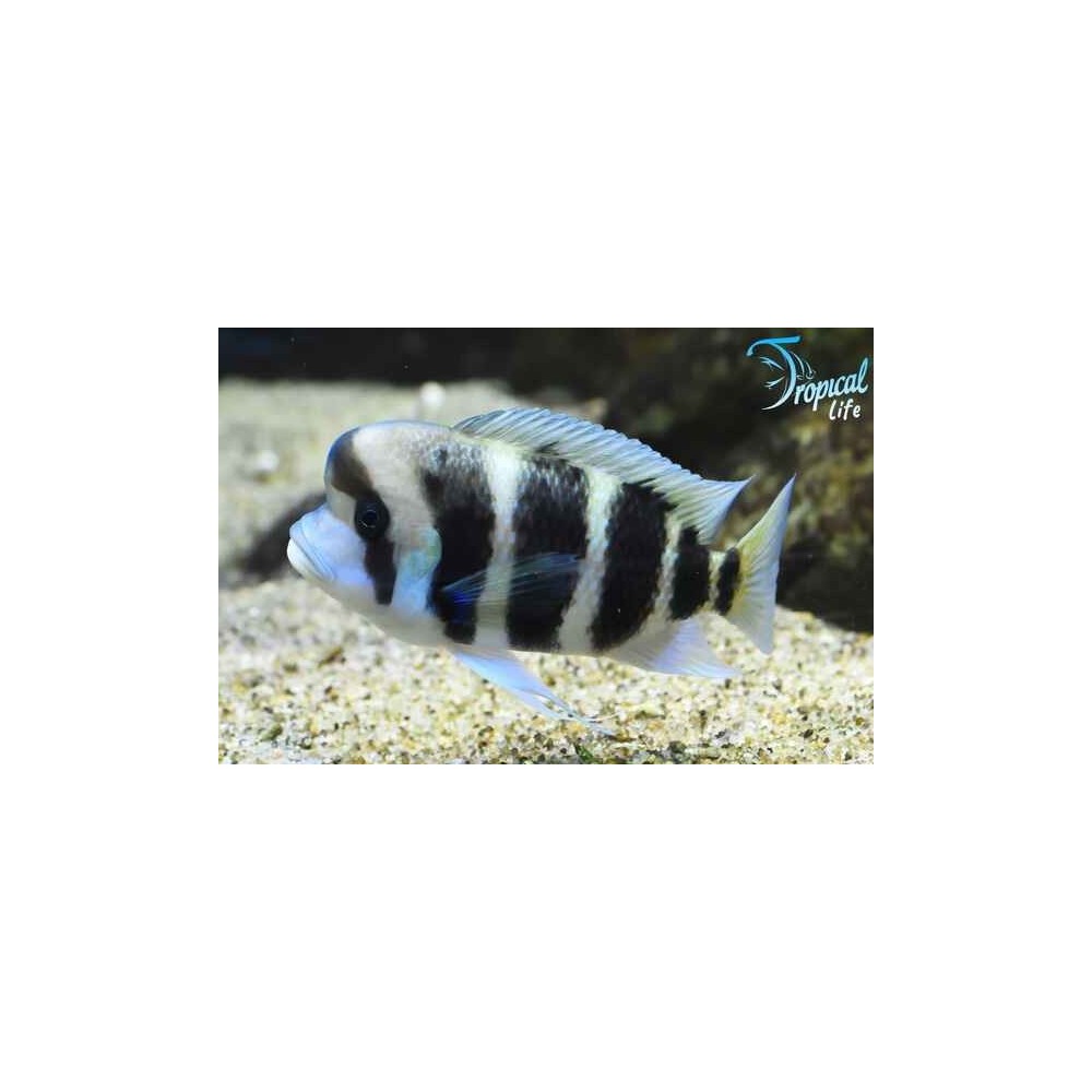 Esemplare di Cyphotilapia frontosa con bande nere e blu in vendita su Tropical Life