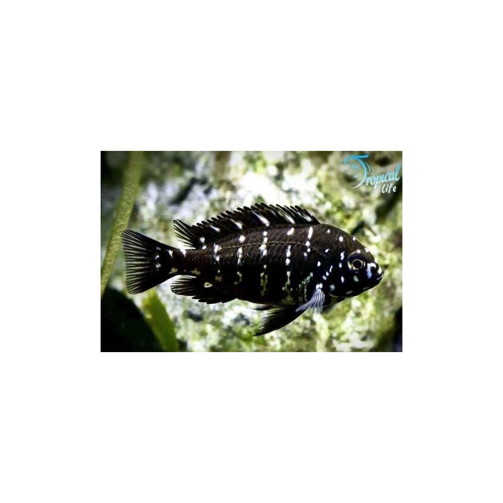 Esemplare di Tropheus duboisi giovane con livrea nera a punti bianchi in vendita su Tropical Life