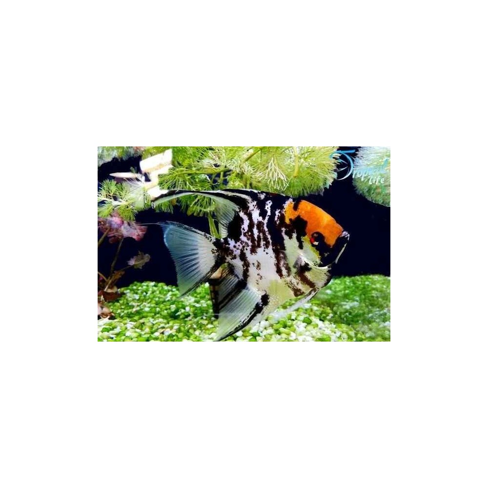 Esemplare di Pterophyllum scalare varietà Koi fronte gialla in vendita su Tropical Life