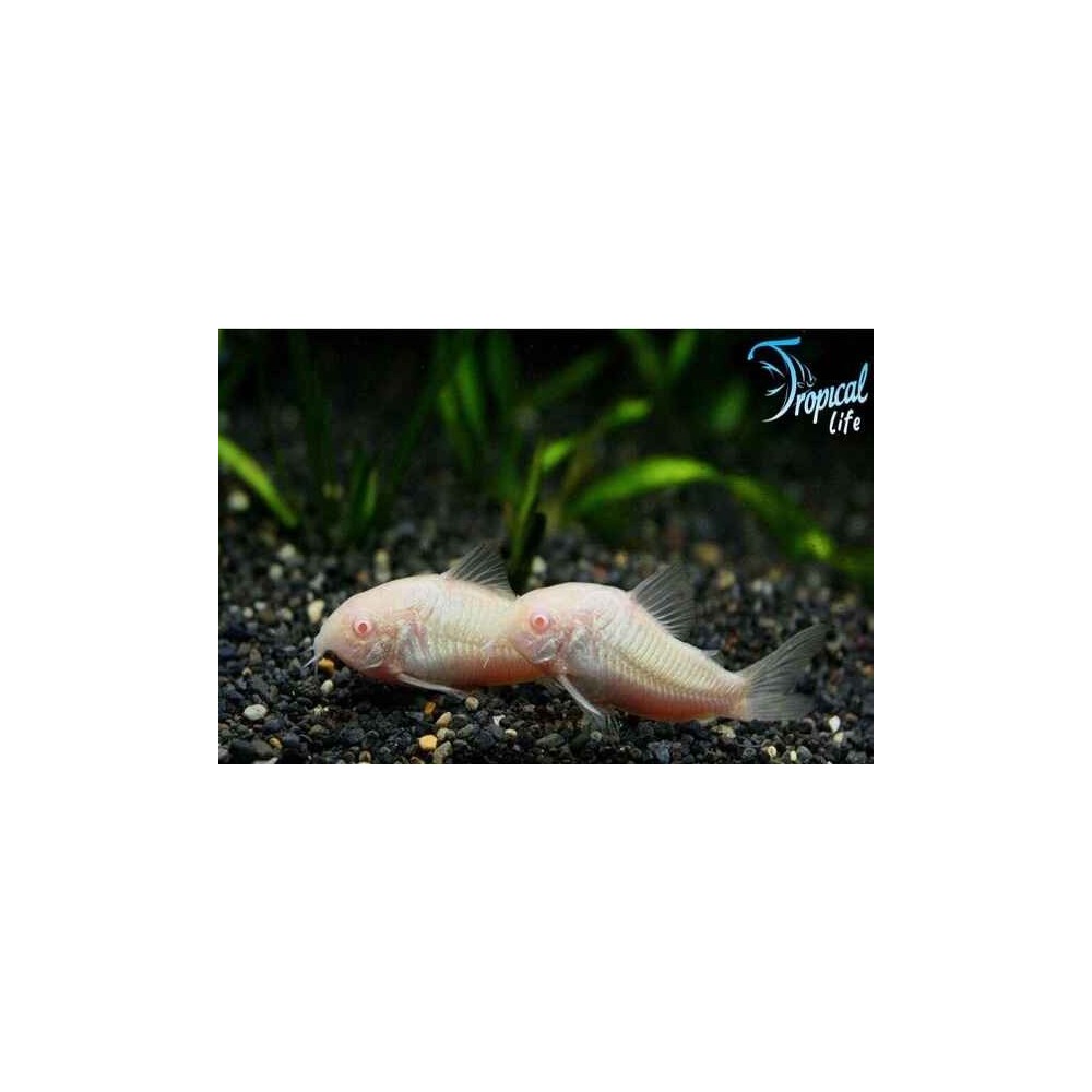 Esemplare di Corydoras paleatus varietà albina pesce gatto rosa chiaro in vendita su Tropical Lif