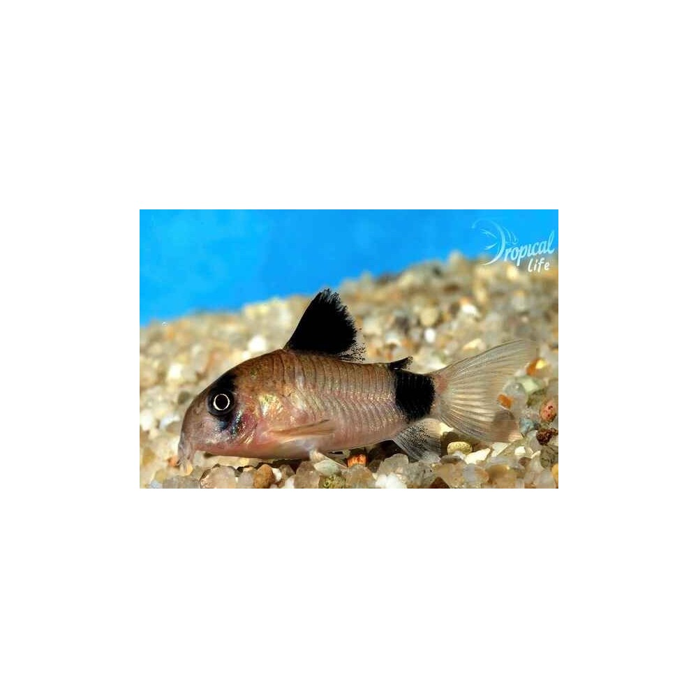 Esemplare di Corydoras panda pesce gatto di fondo con macchie nere in vendita su Tropical Life