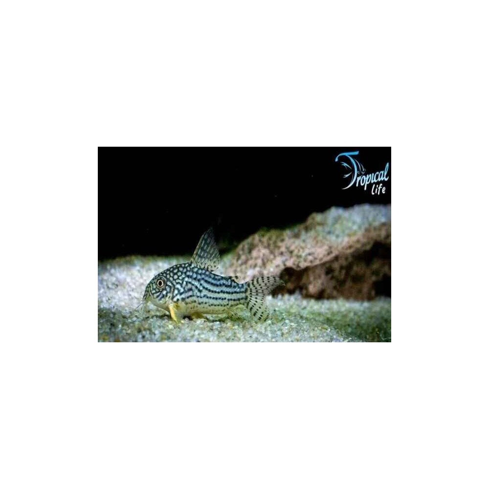 Esemplare di Corydoras sterbai pesce di fondo in vendita su Tropical Life
