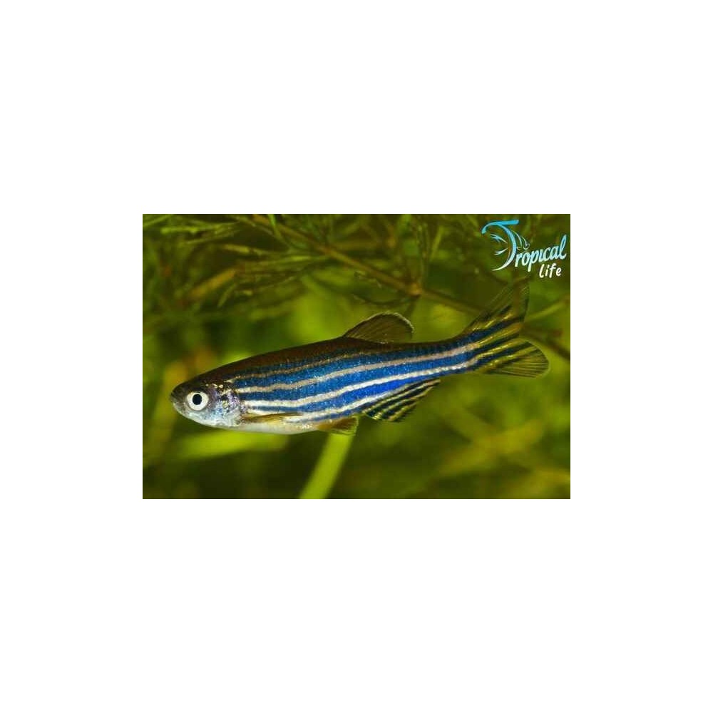 Esemplare di Danio rerio pesce zebra a strisce orizzontali in vendita su Tropical Life
