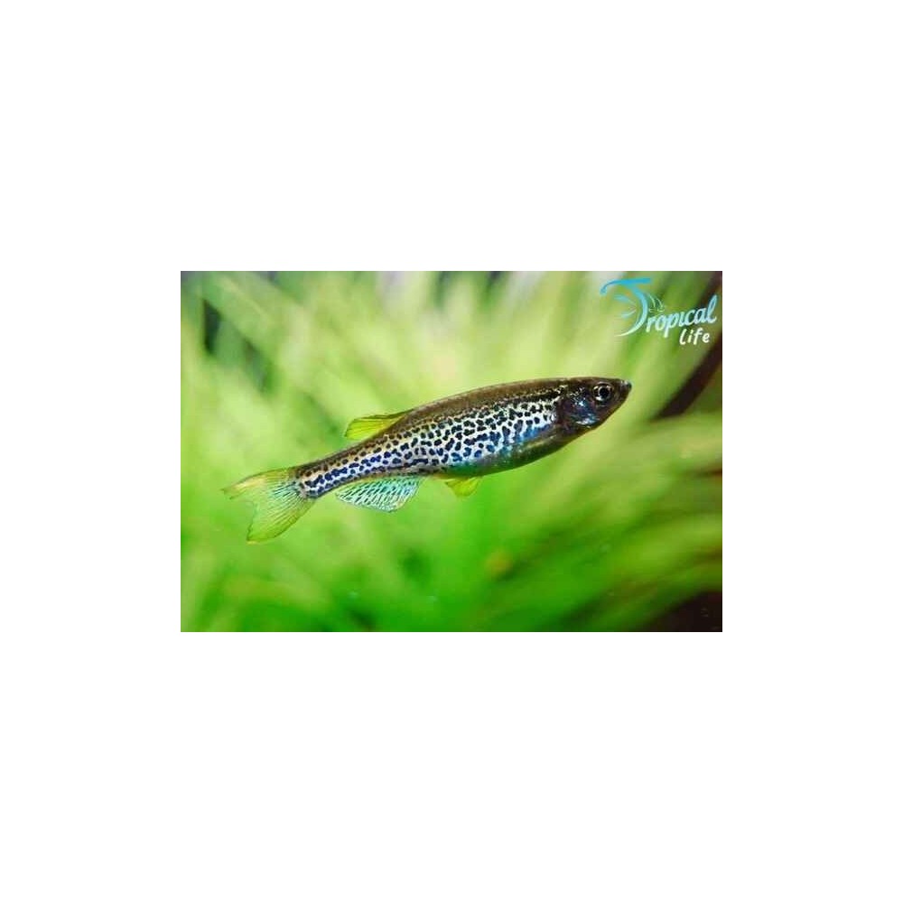 Brachydanio frankei: Danio Leopardato | Tropical Life