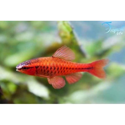 Rohanella titteya - Barbo Ciliegia Online | Tropical Life