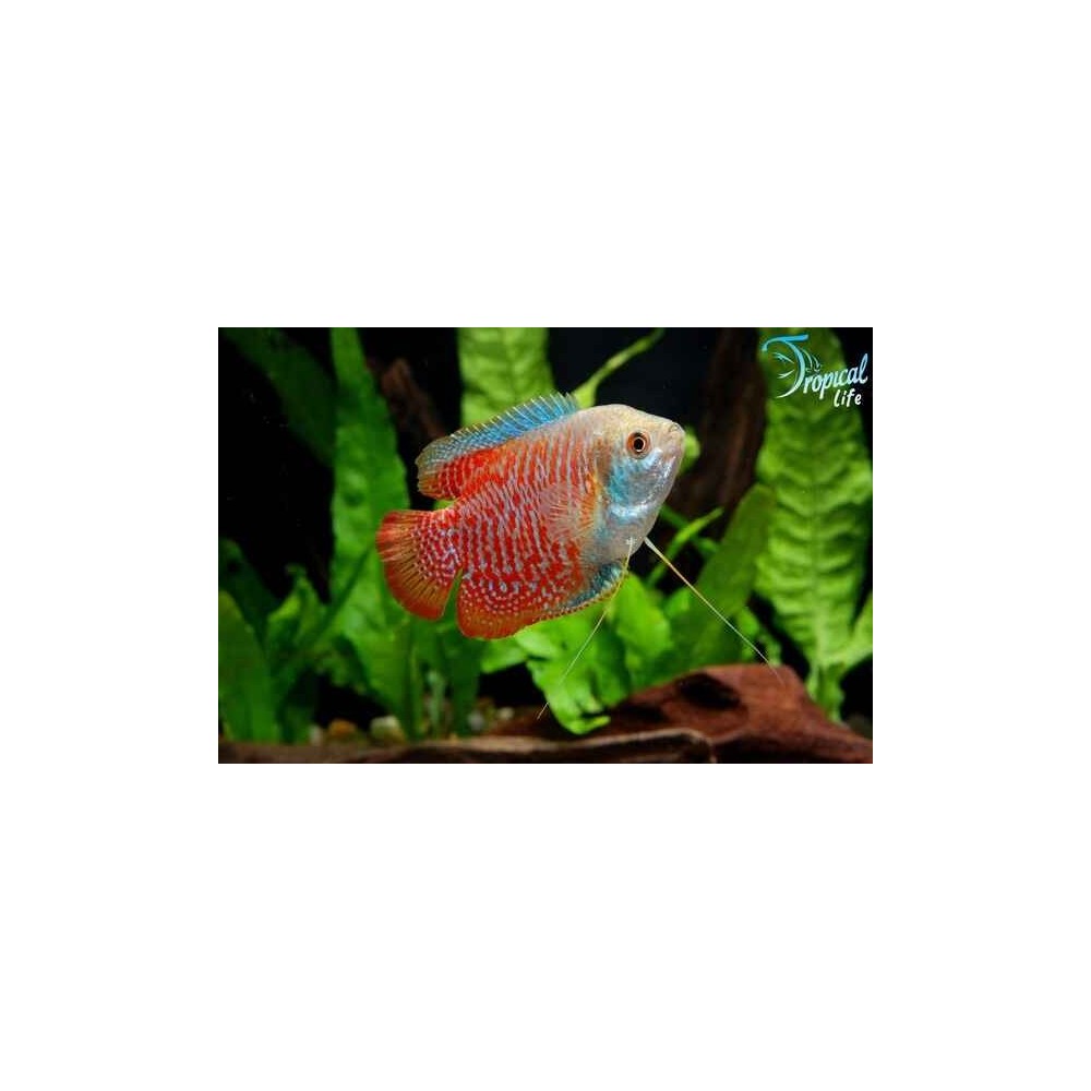 Esemplare di Trichogaster lalia in vendita su Tropical Life