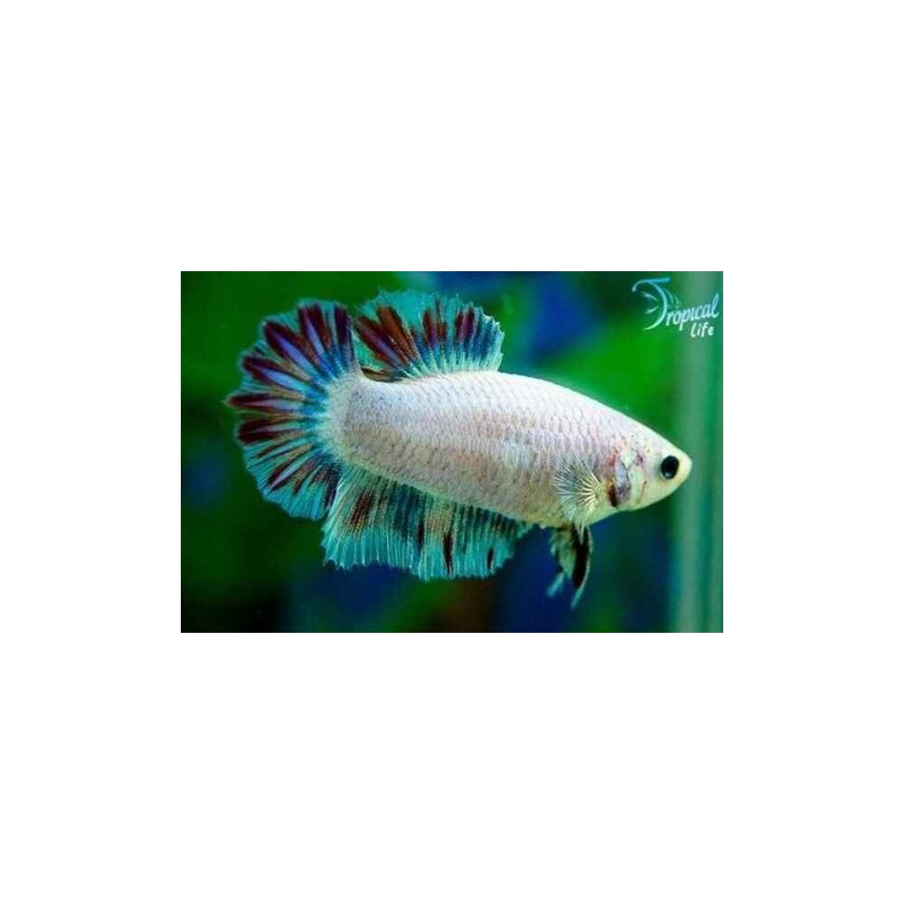 Betta Halfmoon Femmina - Pesce Combattente Online | Tropical Life