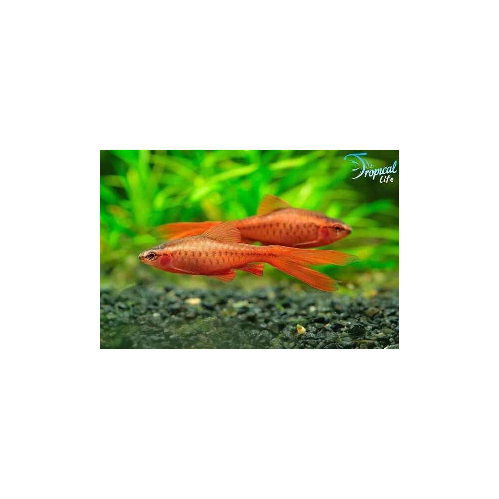 Esemplar maschi rosso di Rohanella titteya varietà pinna a velo in vendita su Tropical Life