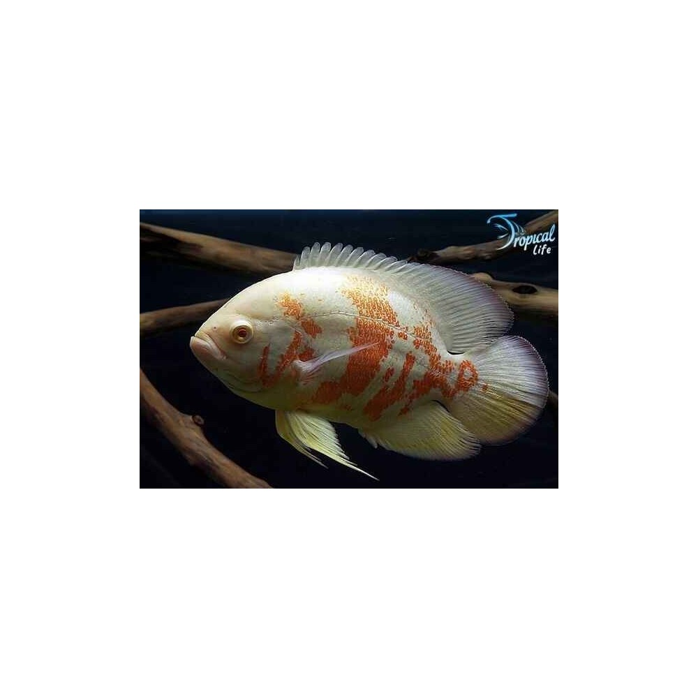 Esemplare di Astronotus ocellatus varietà albina pesce Oscar bianco in vendita su Tropical Life