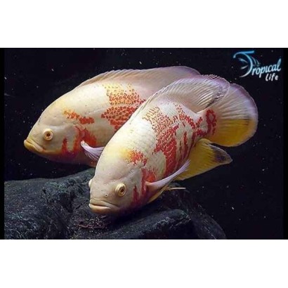 Esemplari di Astronotus ocellatus varietà albina pesce Oscar bianco in vendita su Tropical Life