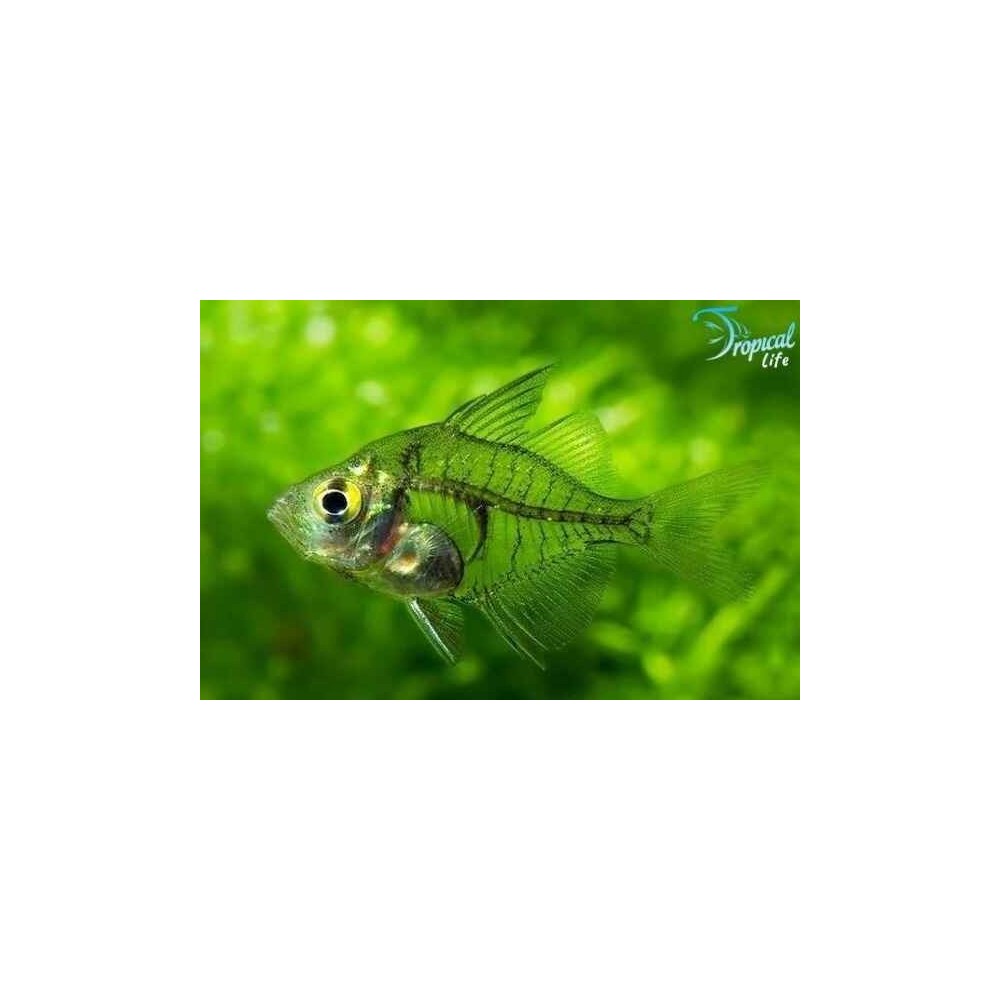 Esemplare di Parambassis ranga pesce vetro trasparente in vendita su Tropical Life