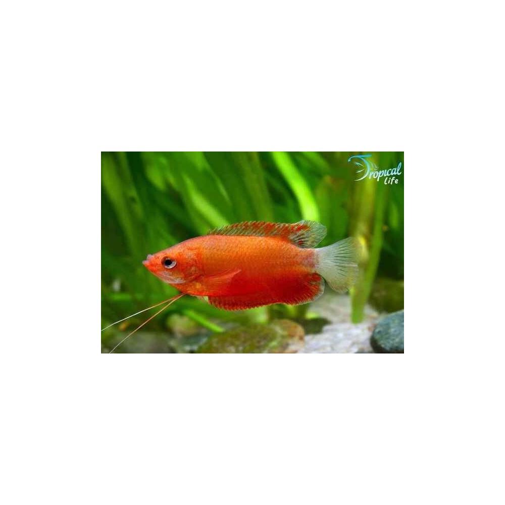 Trichogaster chuna Red - Gurami Miele Rosso Online | Tropical Life