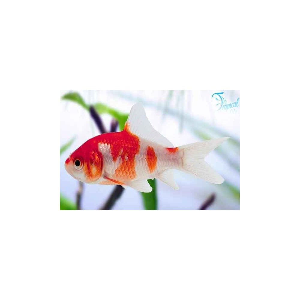 Esemplare di Carassius auratus sarasa in vendita su Tropical Life