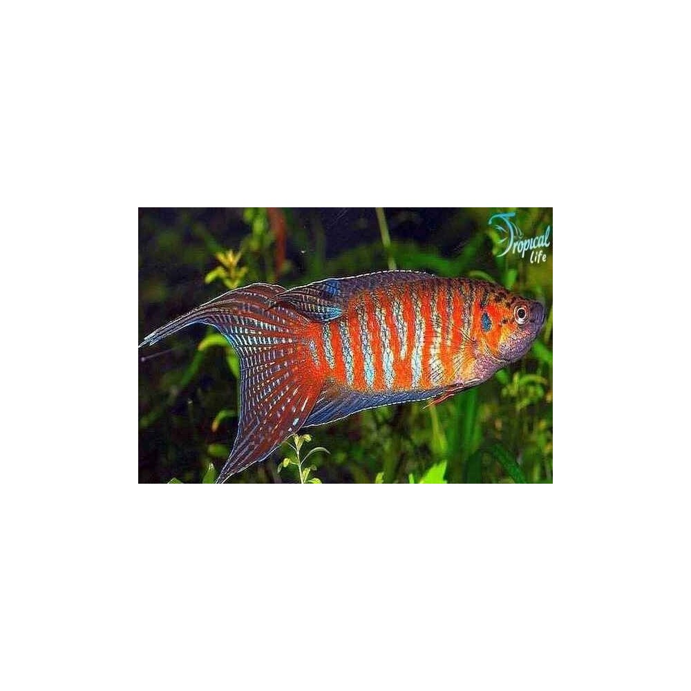 Esemplare maschio colorato di Macropodus opercularis pesce paradiso in vendita su Tropical Life
