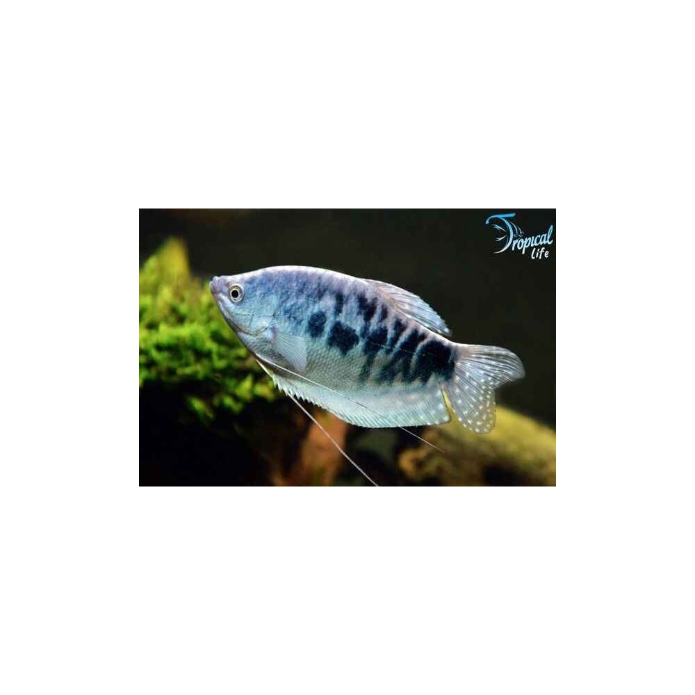 Esemplare di Trichogaster trichopterus blu a due macchie in vendita su Tropical Life