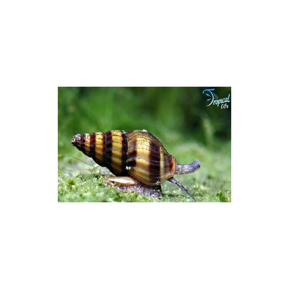 Esemplare di Anentome helena in vendita su Tropical Life