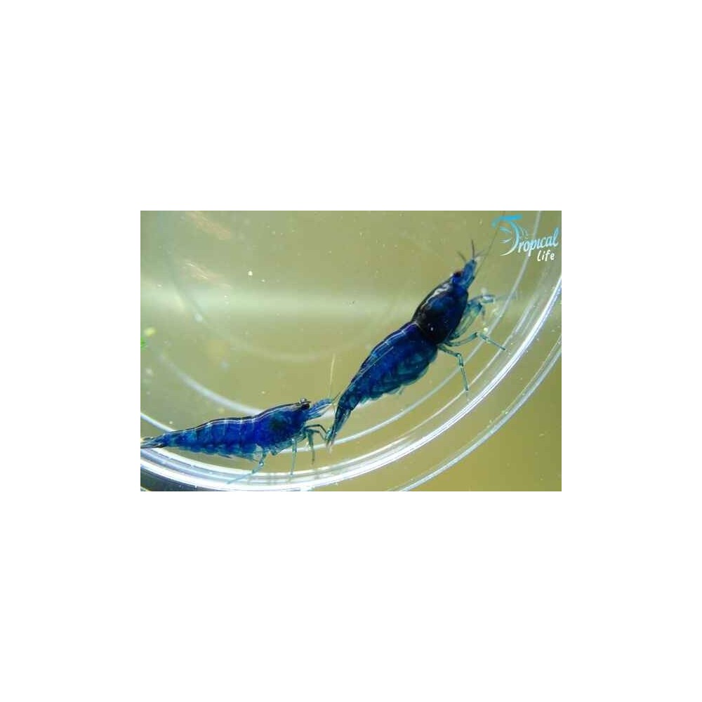 Esemplare di Neocaridina davidi blue velvet in vendita su Tropical Life