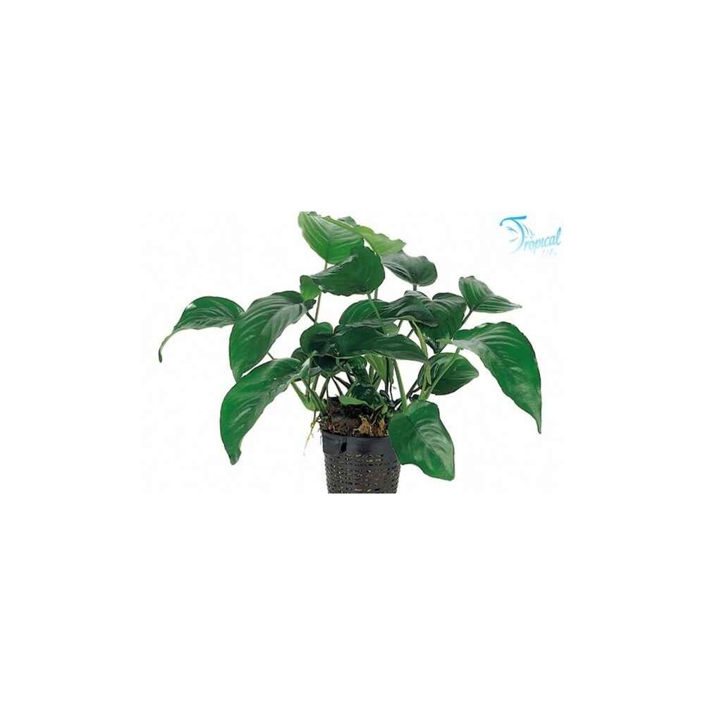 Esemplare di Anubias barteri var. barteri in vendita su Tropical Life