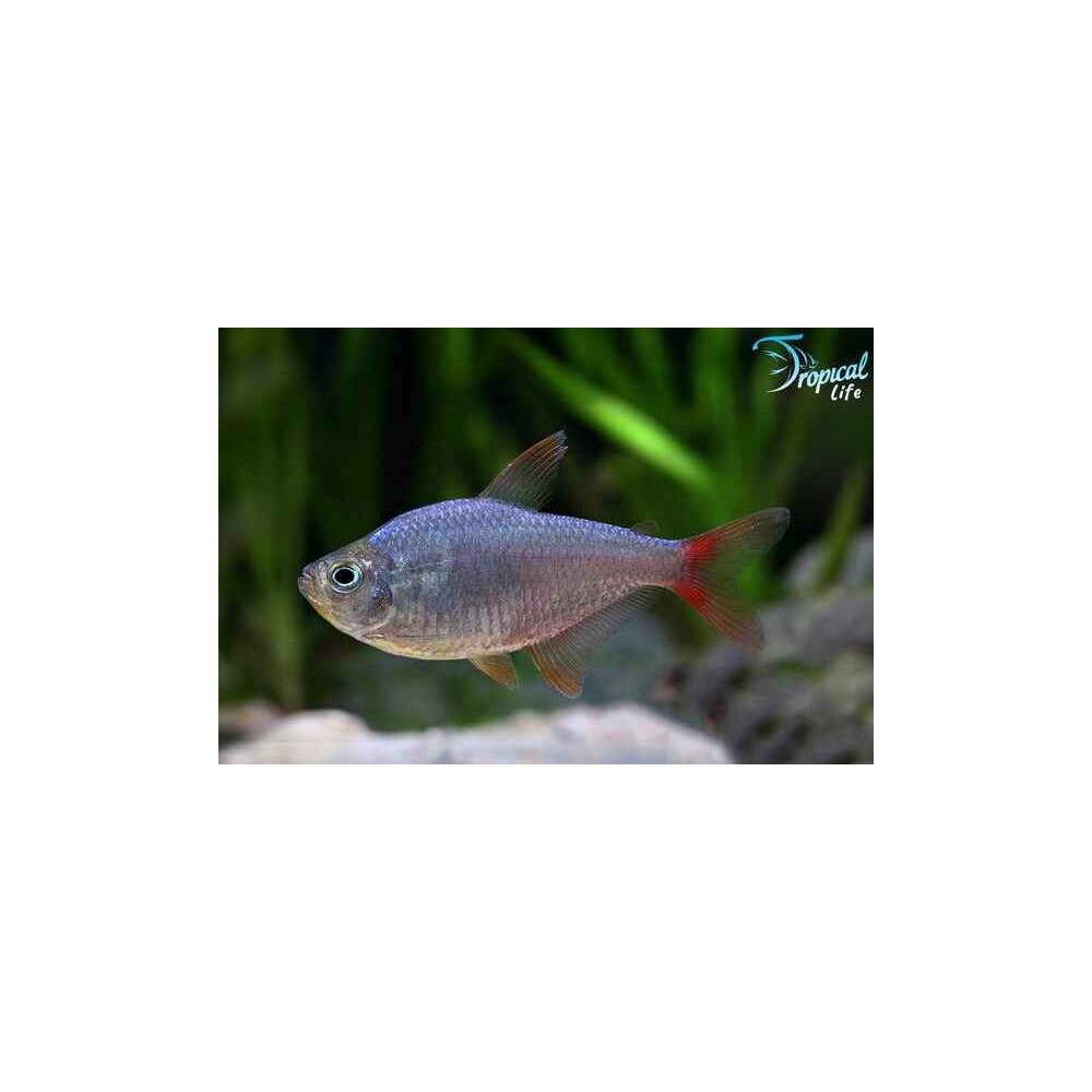 Esemplare di Hyphessobrycon columbianus in vendita su Tropical Life