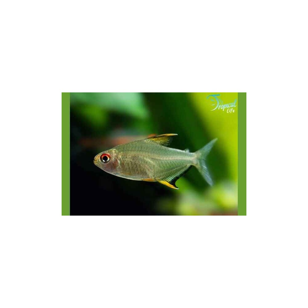 Hyphessobrycon pulchripinnis - Tetra Limone Online | Tropical Life