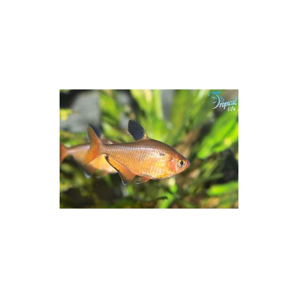 Hyphessobrycon eques - Tetra Serpae Online | Tropical Life