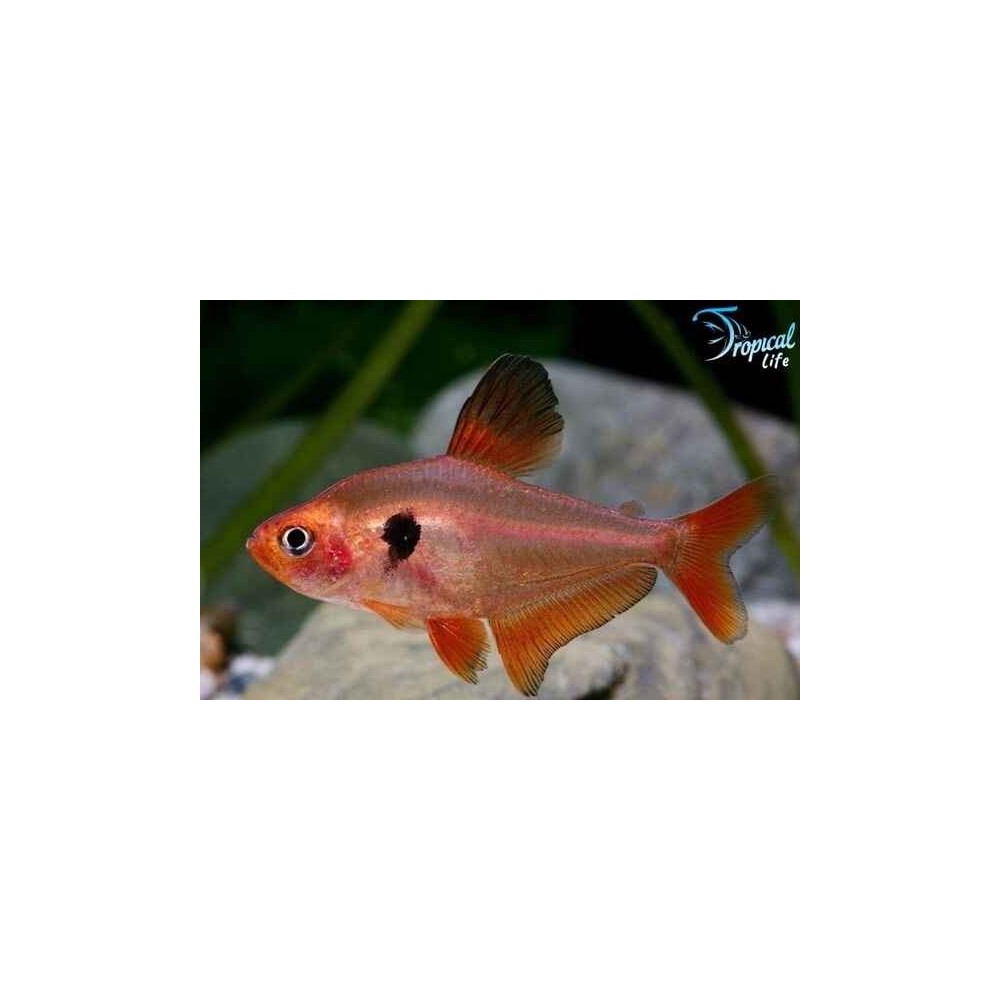 Hyphessobrycon sweglesi - Tetra Fantasma Rosso Online | Tropical Life
