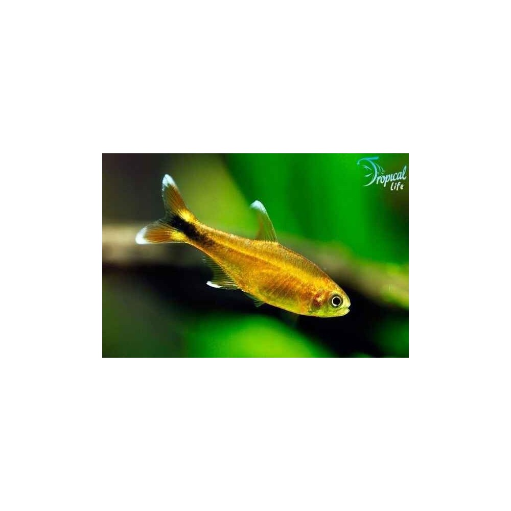 Hasemania nana - Tetra Rame Online | Tropical Life