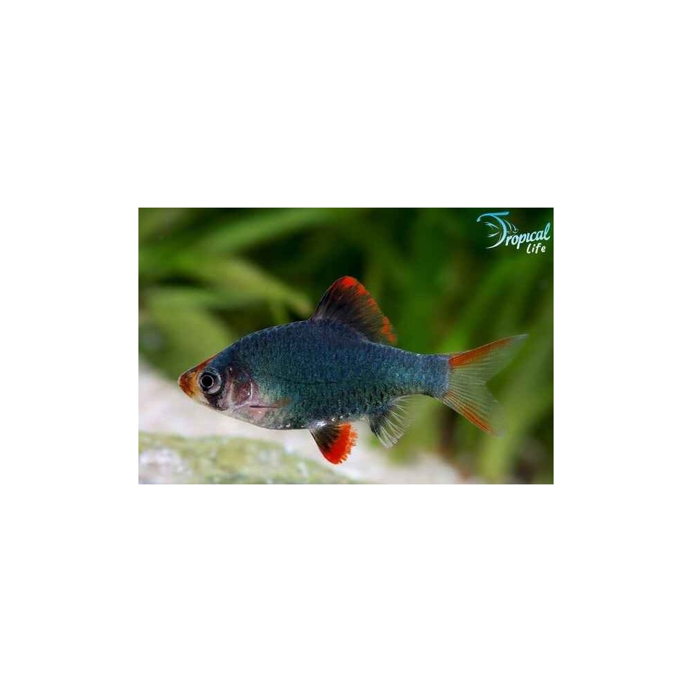 Esemplare di Puntigrus tetrazona verde in vendita su Tropical Life