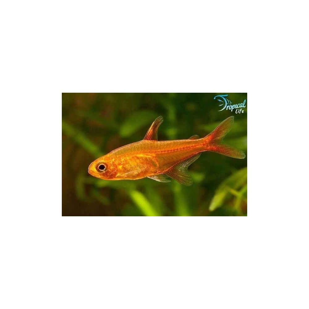 Esemplare di Hyphessobrycon amandae in vendita su Tropical Life