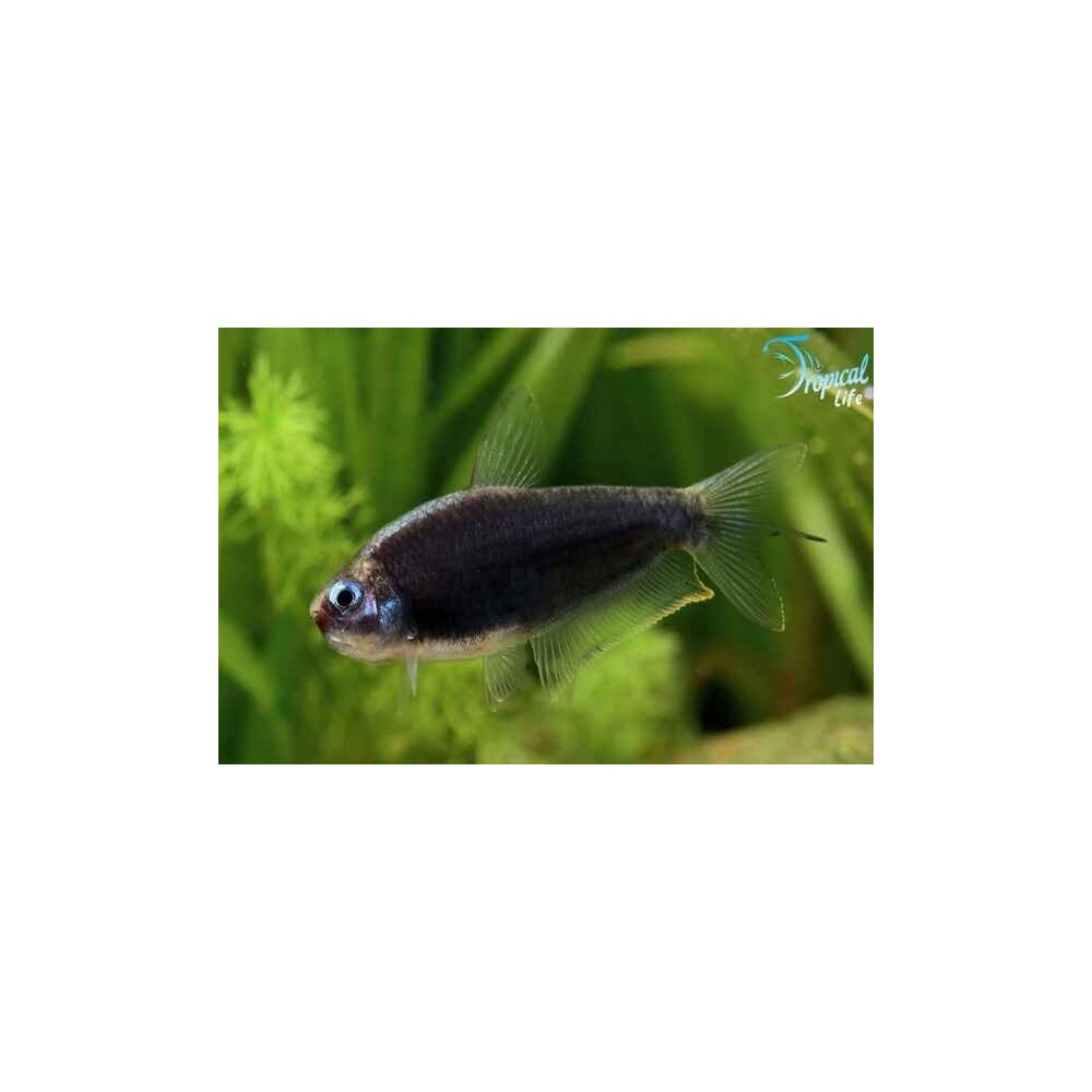 Esemplare di Inpaichthys kerri Black in vendita su Tropical Life