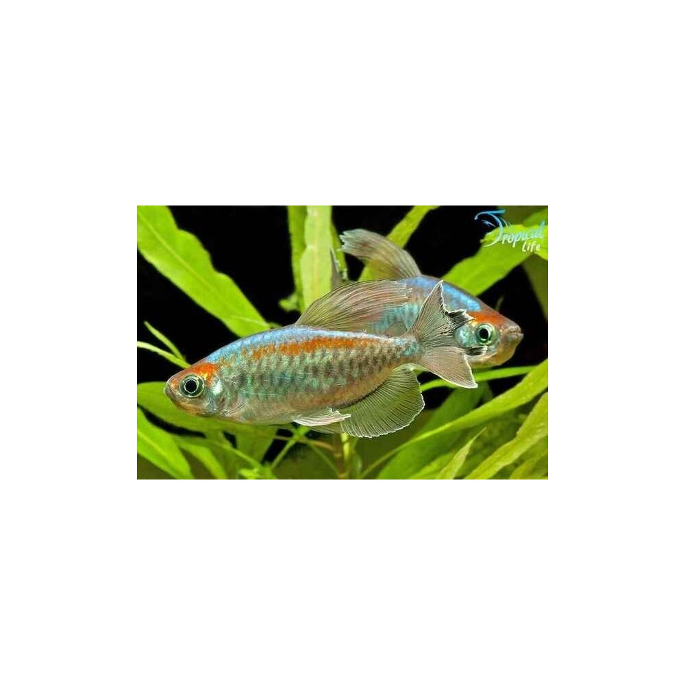 Esemplari di Phenacogrammus interruptus in vendita su Tropical Life