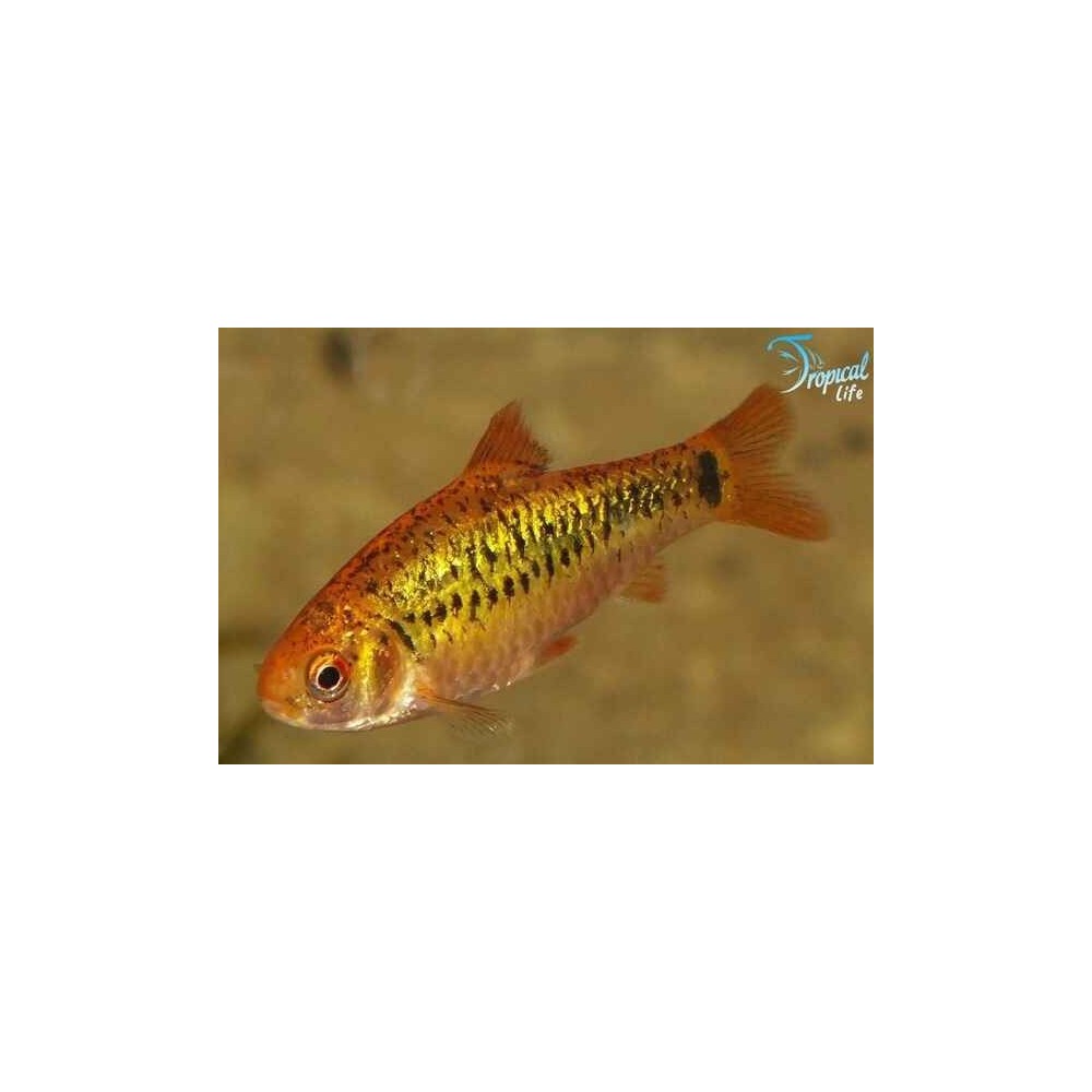 Esemplare di Puntius semifasciolatus barbo oro colorato in vendita su Tropical Life