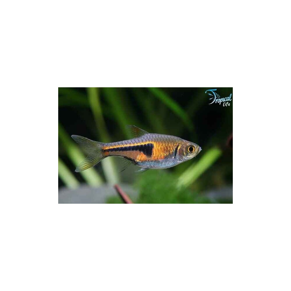 Esemplare di Trigonostigma espei piccola rasbora asiatica color rame in vendita su Tropical Life