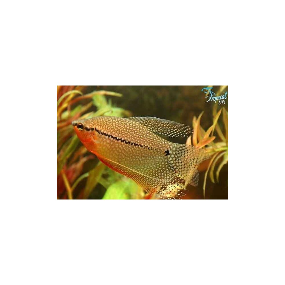 Esemplare di Trichogaster leeri pesce gurami perla in vendita su Tropical Life