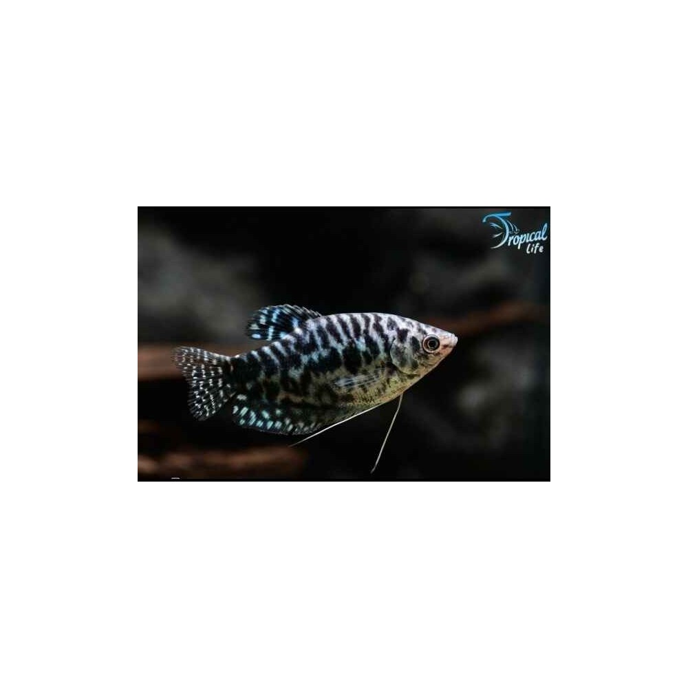 Trichogaster trichopterus Cosby - Gurami Blu Marmorizzato | Tropical Life