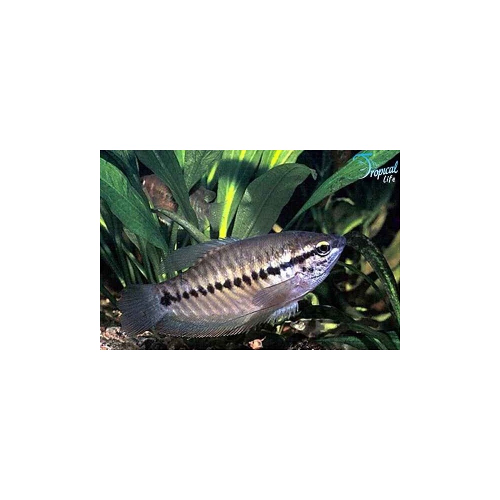 Esemplare di Trichogaster pectoralis gurami pelle di serpente in vendita su Tropical Life