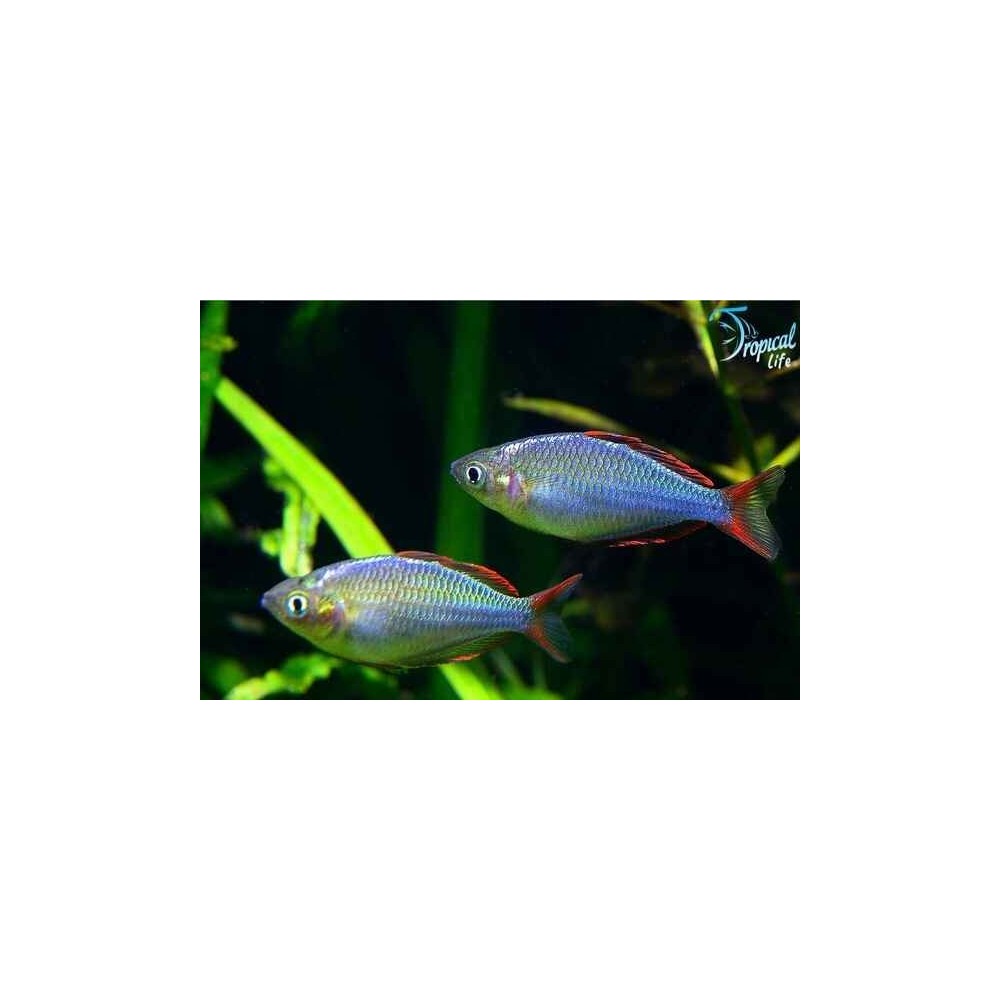 Esemplare di Melanotaenia praecox pesce arcobaleno neon blu in vendita su Tropical Life
