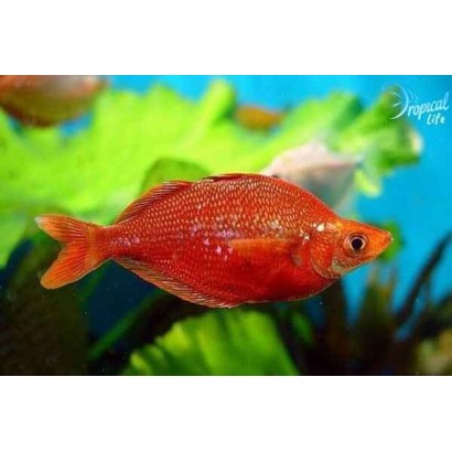 Esemplare maschio di Glossolepis incisus rosso intenso in vendita su Tropical Life