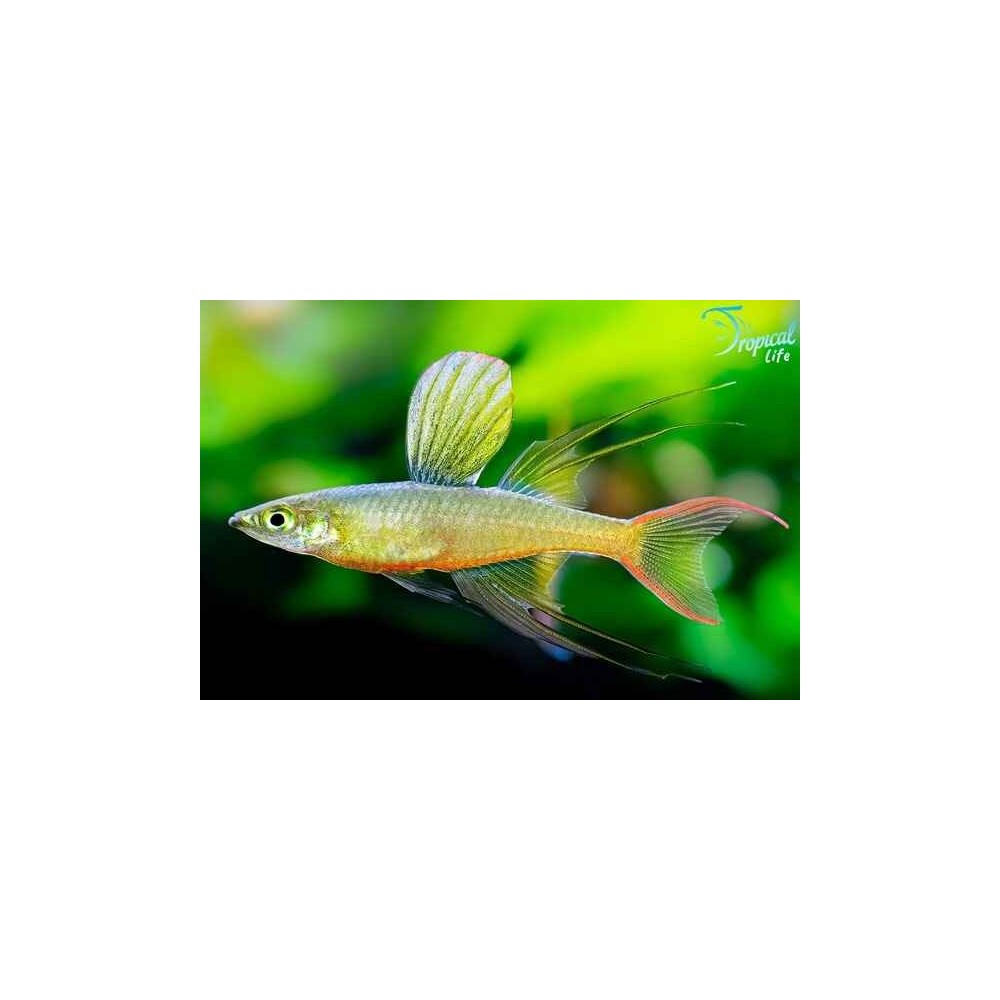 Esemplare di Iriatherina werneri pesce arcobaleno filamento in vendita su Tropical Life