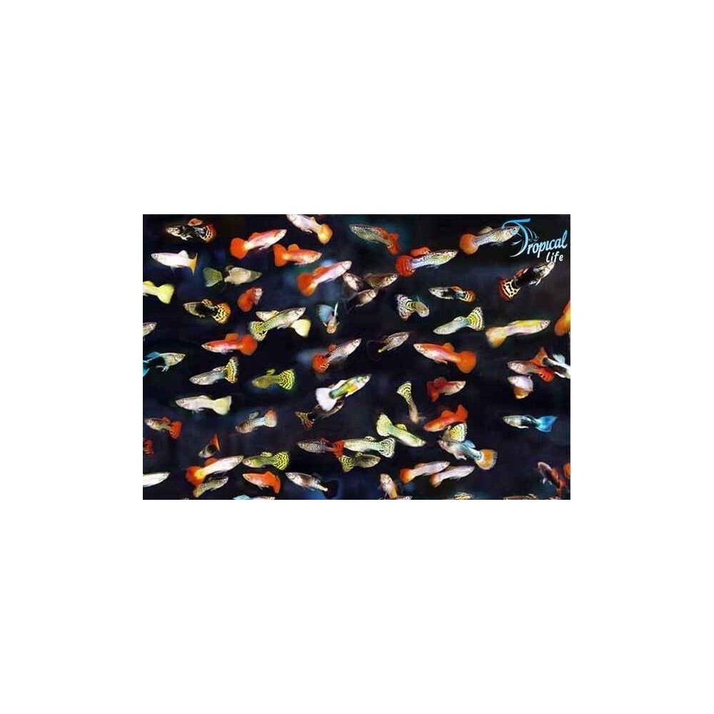 Esemplari maschi colorati di Poecilia reticulata guppy mix in vendita su Tropical Life
