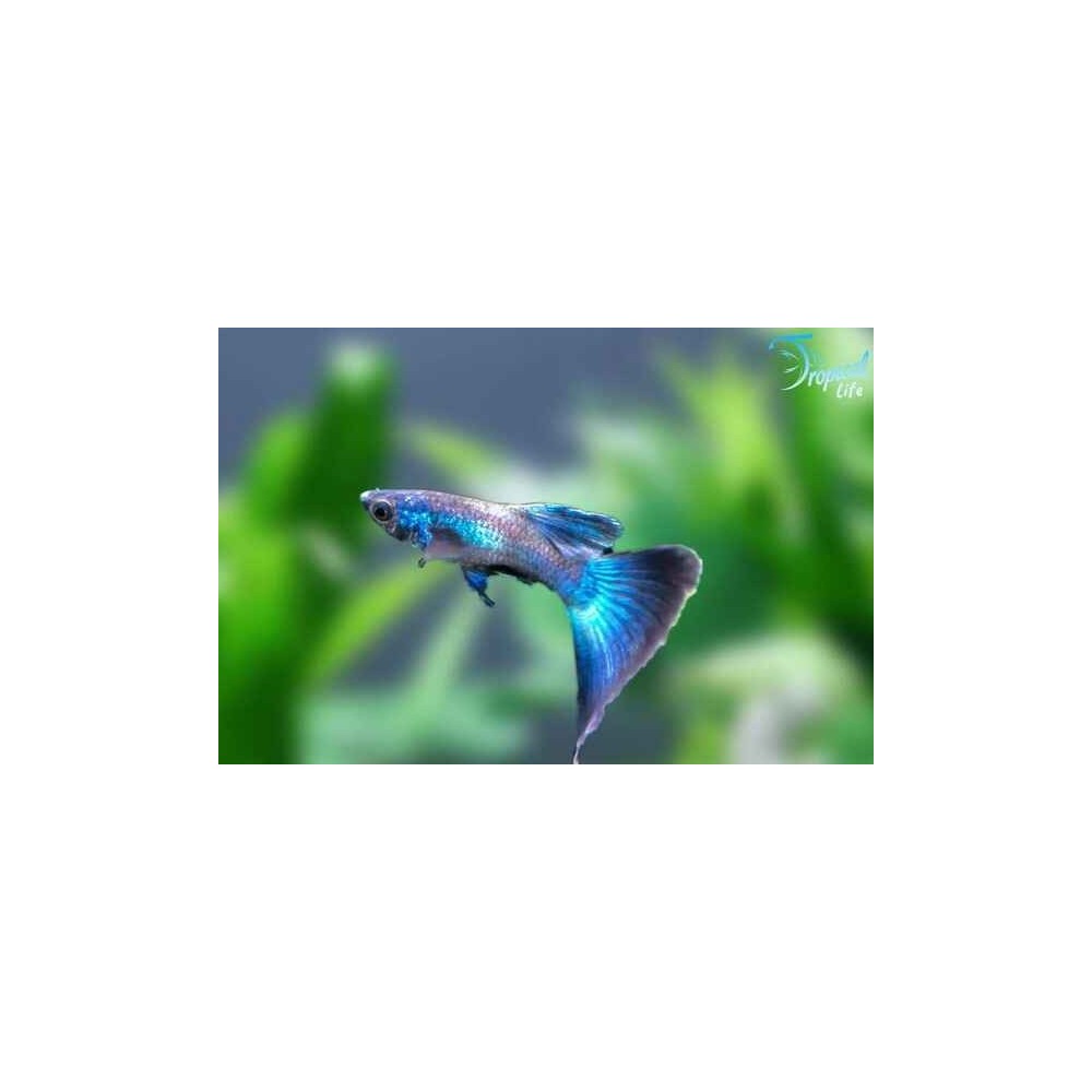 Esemplare maschio di Poecilia reticulata Blue Moscow blu intenso in vendita su Tropical Life