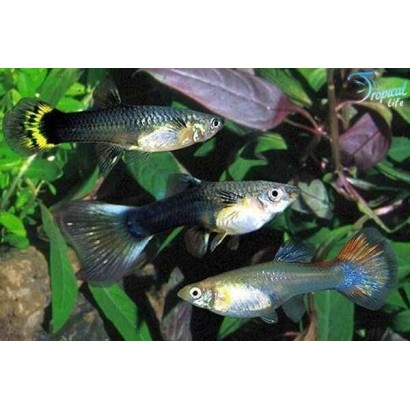 Esemplari femmine di Poecilia reticulata guppy mix per riproduzione in vendita su Tropical Life