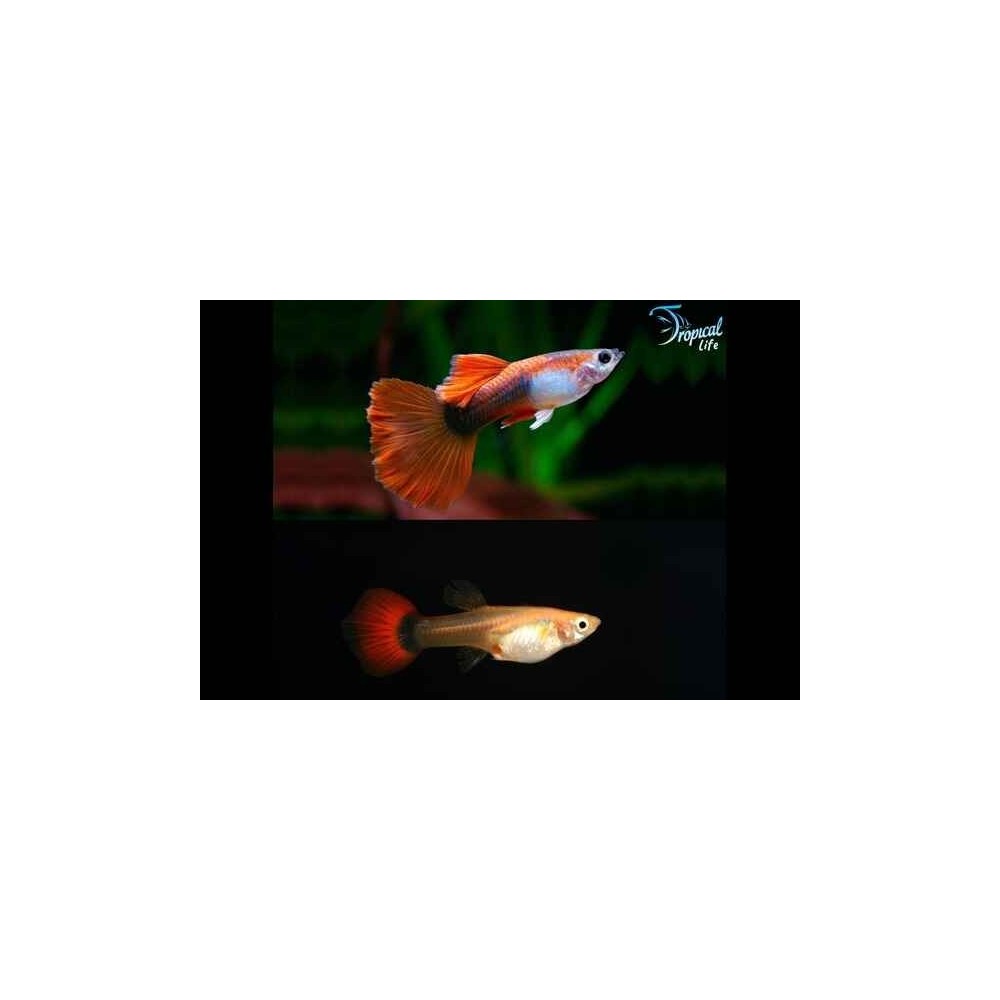 Coppia di Poecilia reticulata guppy show maschio e femmina in vendita su Tropical Life