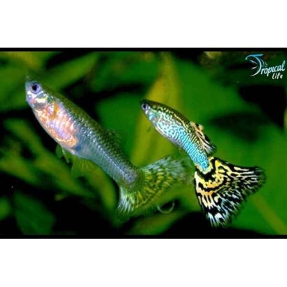Coppia di Poecilia reticulata guppy show maschio e femmina in vendita su Tropical Life